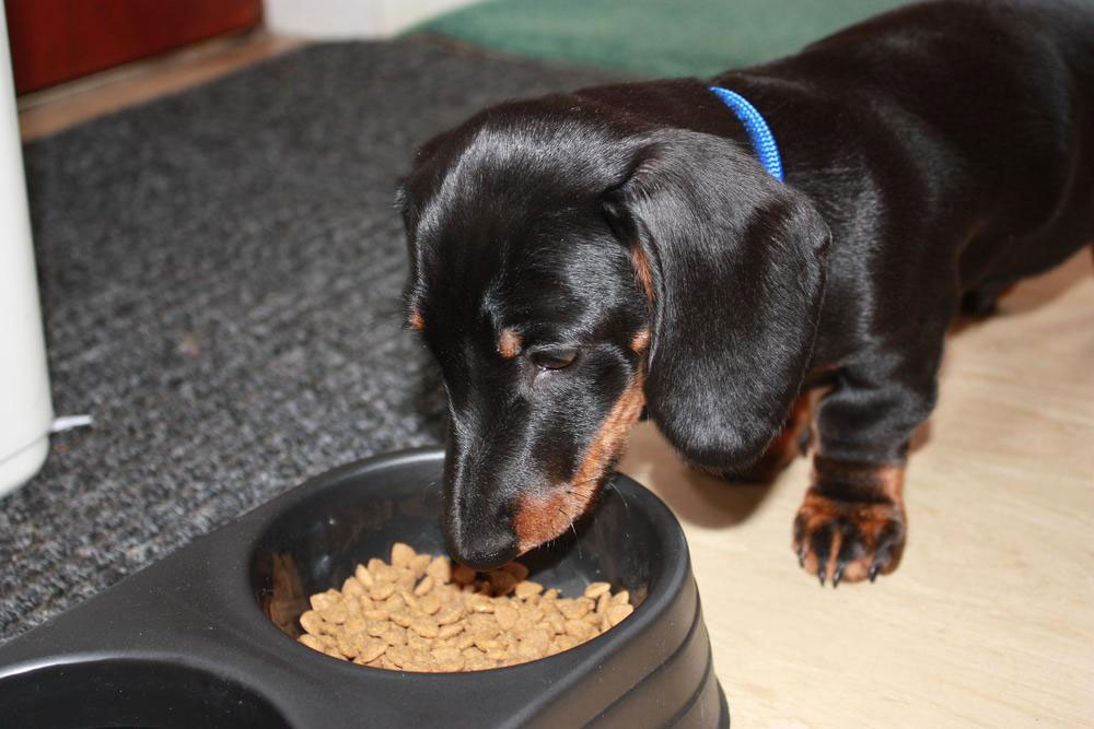 An overview of pet food allergies