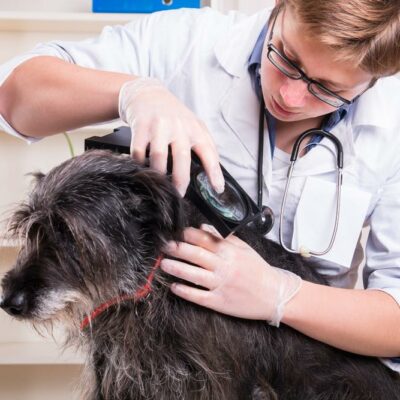 Three natural remedies to get rid of ticks in pets