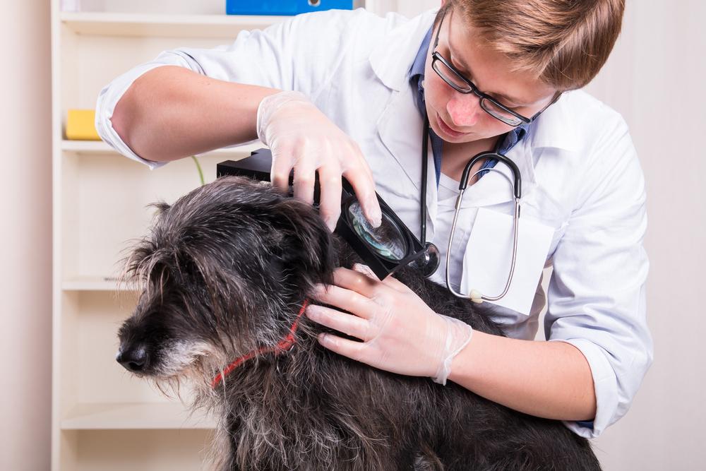 Three natural remedies to get rid of ticks in pets