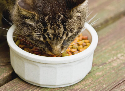 Tips for selecting the best cat treats