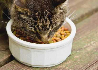 Tips for selecting the best cat treats