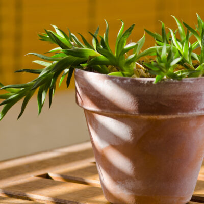 Top 4 houseplants safe for your cat