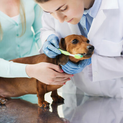 Use these tips to save money on pet medicines