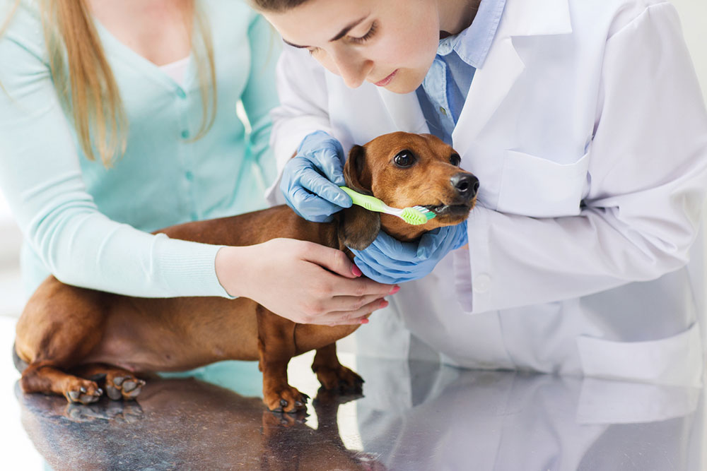 Use these tips to save money on pet medicines