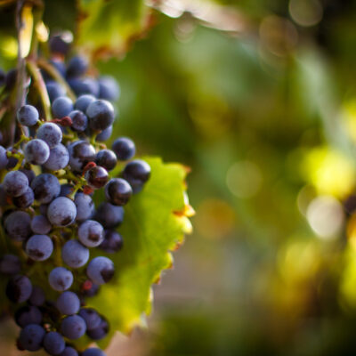 Toxic Human Foods for Cats