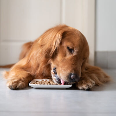 Toxic Human Foods for Dogs